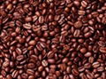 COFFEE BEANS AND COCOA POWDER 4