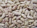 KIDNEY BEANS 1