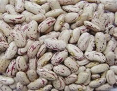 KIDNEY BEANS