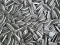 Sunflower seeds 2