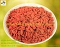 Wholesale price Ningxia dried  goji berry 1
