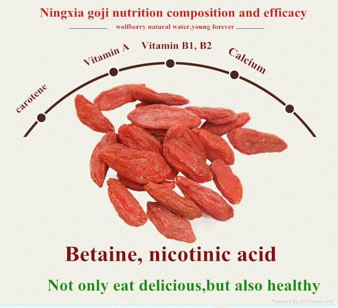 EU Hot Sell Dried Ningxia goji berry 4