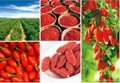 2014 New crop  Certified Organic Goji Berry 3