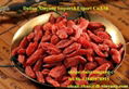 Wholesale price organic sun dried goji berry,Medlar/Wolfberry 2