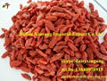 Wholesale price organic sun dried goji berry,Medlar/Wolfberry 4