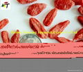 Wholesale price organic sun dried goji berry,Medlar/Wolfberry 5