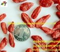 Wholesale price organic Ningxia goji berry 1