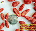 organic ningxia zhongning goji berry berries 5