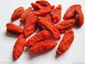 wolfberry,goji wolfberry