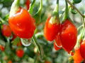 wolfberry,goji wolfberry 3