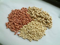 blanched peanuts kernal,blanched peanuts,shandong peanuts kernal