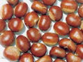 chestnut