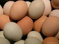 Fresh Chicken eggs for sale 1