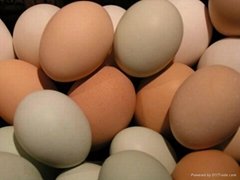 Fresh Chicken eggs for sale