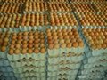 Fresh Chicken eggs Ready for sale 1