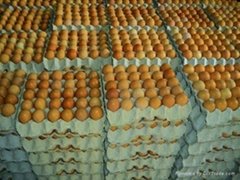 Fresh Chicken eggs Ready for sale