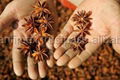 STAR ANISE 1