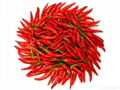 Dried Chilly