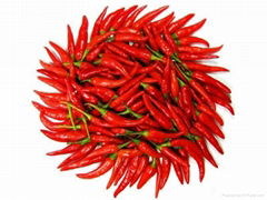 Dried Chilly