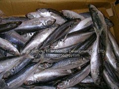 Frozen Horse Mackerel