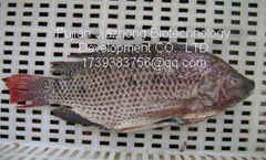 Tilapia Gutted&Scaled