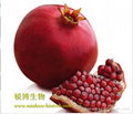 Pomegranate Extract