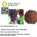 grape seed extract 3