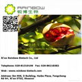 Pomegranate Extract 4