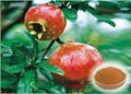 Pomegranate Extract 5