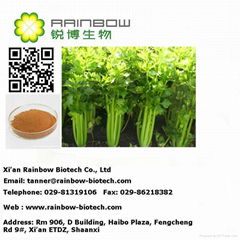  Natural Celery Seed Extract Powder  