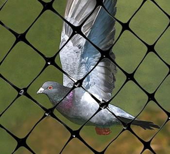 Extruded Bird Netting - Protect Fruit, Vegetables, Ponds