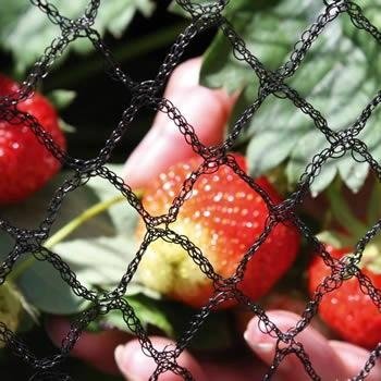 Garden Netting - Different Types to Prevent Pests