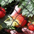 Garden Netting - Different Types to