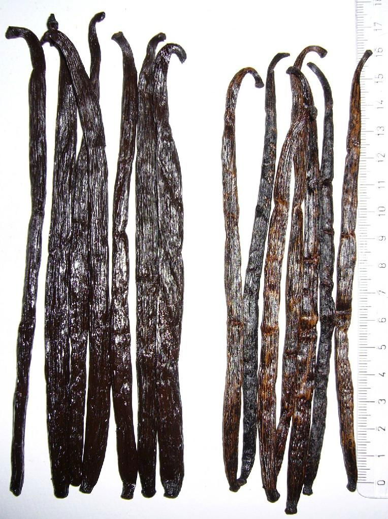 exporter of vanilla bean  3