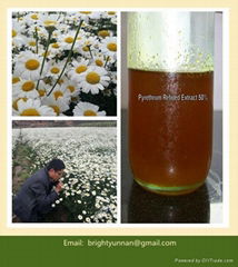 Pyrethrum Extract(Pyrethrins) 50%