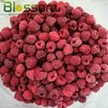 Frozen raspberry IQF raspberry crumble 4
