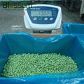 Frozen green pea IQF green pea  Grade A 1