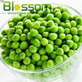 Frozen green pea IQF green pea  Grade A 5