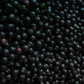 Frozen black currant IQF black currant