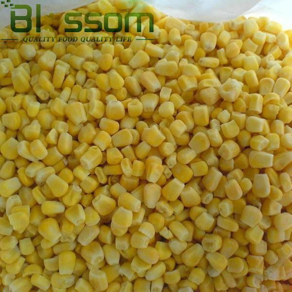 Frozen sweet corn IQF sweet corn 3