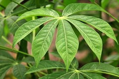 CASSAVA LEAVES