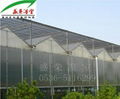 Large Multi-span Pc Venlo Greenhouse  3