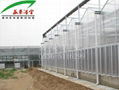 Large Multi-span Pc Venlo Greenhouse  4