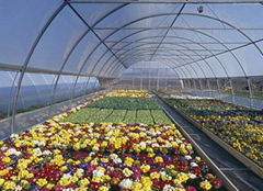 Tunnel Greenhouse