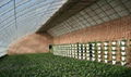 Common Solar Energy Greenhouse 2