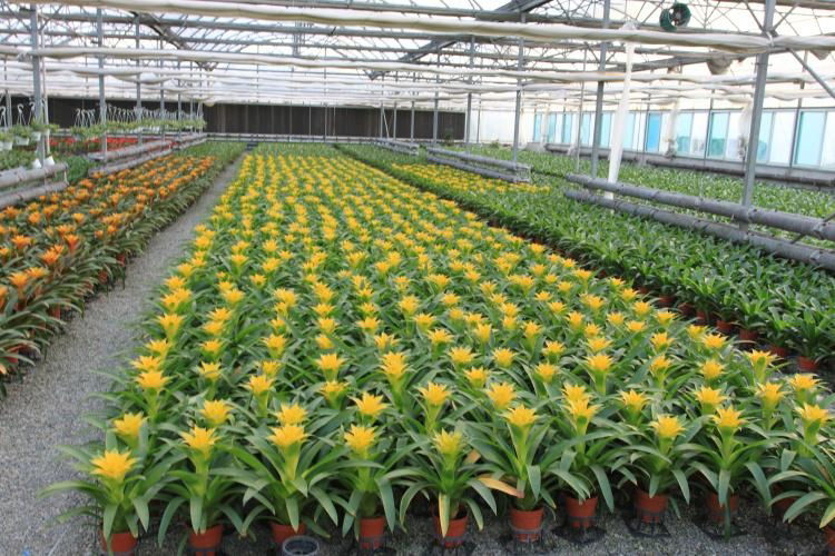 Decked Plastic Film Multi-span Greenhouse  4