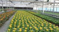 Large Multi-span Pc Venlo Greenhouse  2