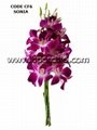 Dendrobium orchid cut flower 4
