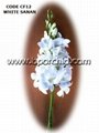 Dendrobium orchid cut flower 5