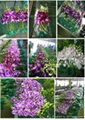 Wholesale Fresh Orchid Cut Flower